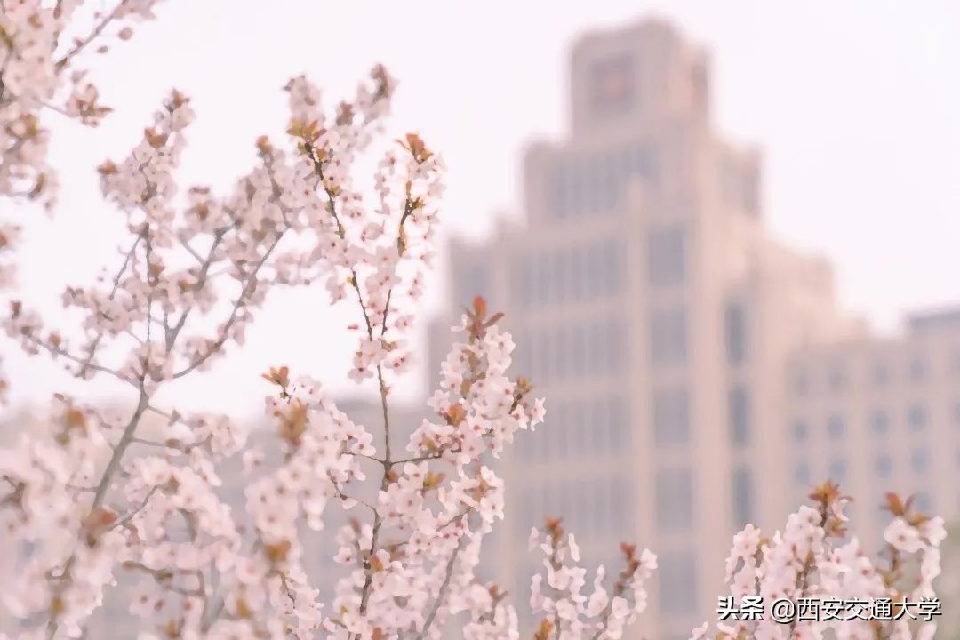 美哉吾校，春光不负交大！