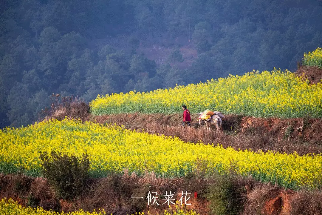 雨水：春雨至，万物生