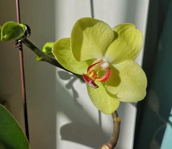 蝴蝶蘭的花朵豔麗嬌俏,因花朵姿態神似翩翩起舞的蝴蝶而得名.