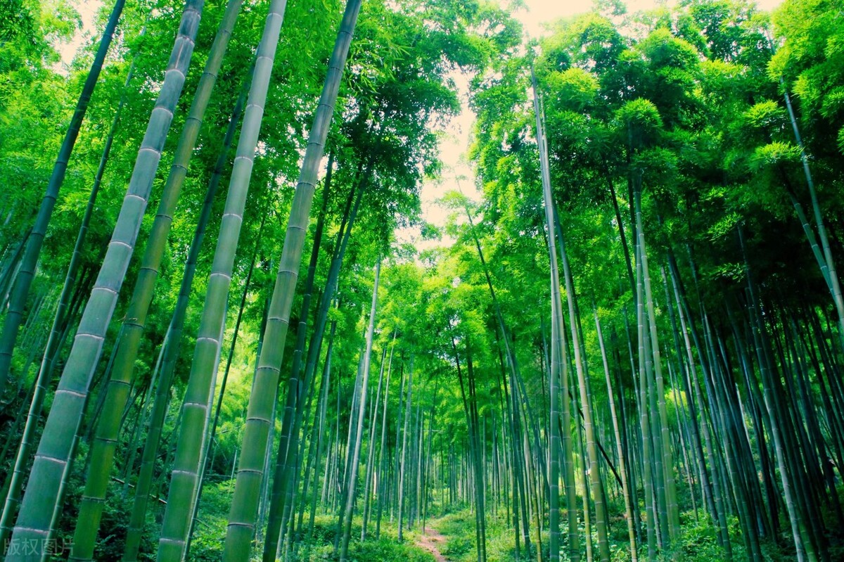 大竹海景区介绍票价图片