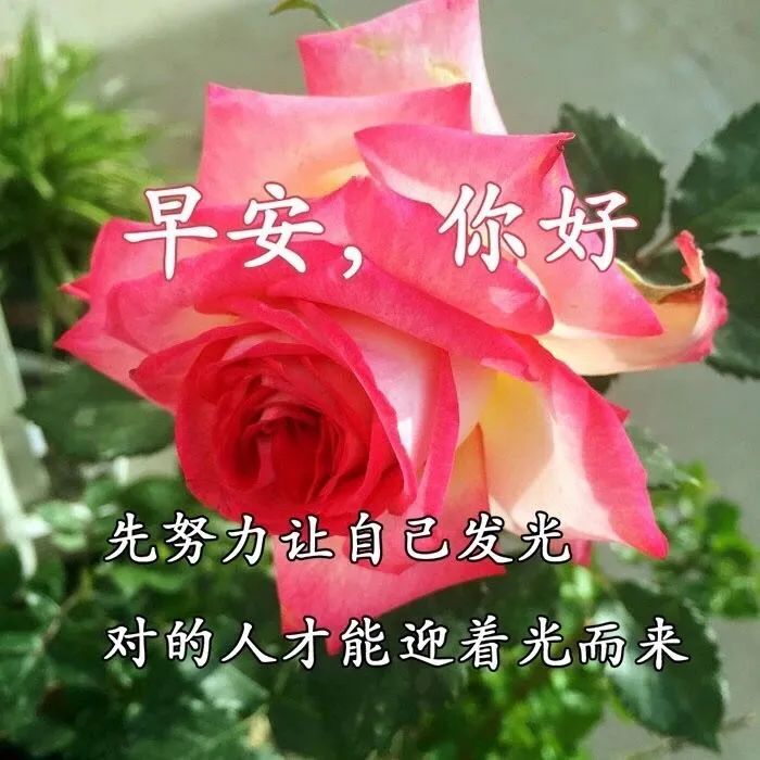 新的一天早安心情说说句子 心素如简，人淡如菊 君子相交，随方就圆图片