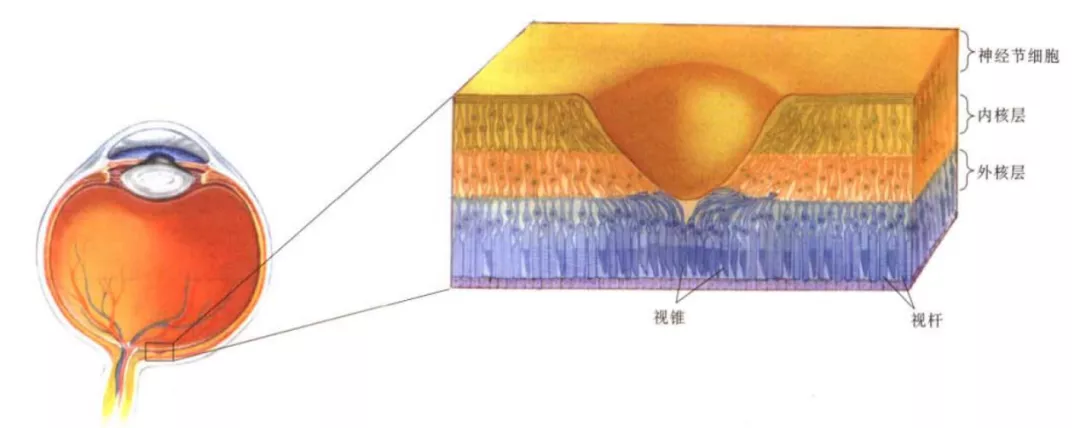 五花八门视错觉，研究它们有啥用？