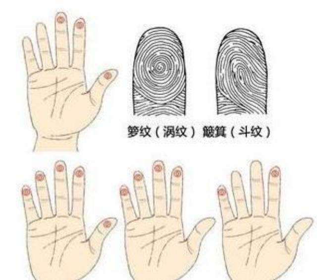 4种指纹类型图解图片
