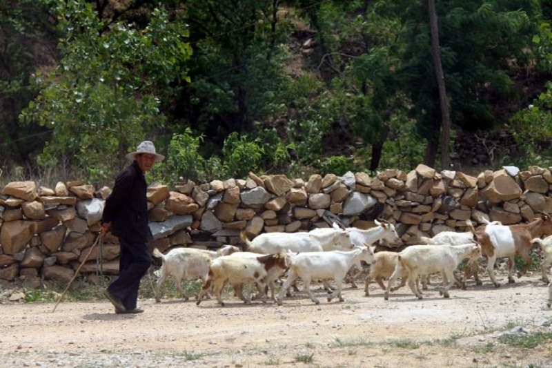 一个连名字都不会写的放羊老头，凭独门绝技成了警界顶尖追踪专家