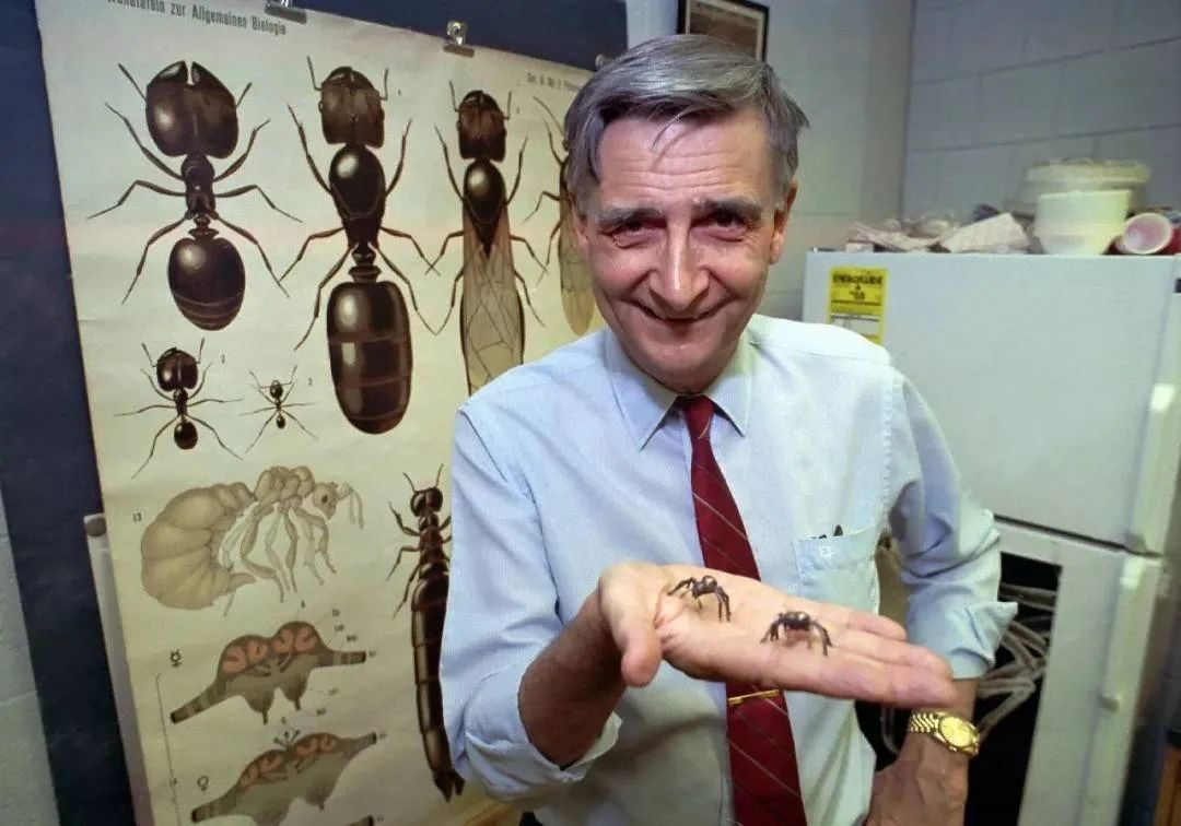 达尔文之后最伟大博物学家，爱德华·威尔逊遗作：与蚂蚁相伴80多年的故事