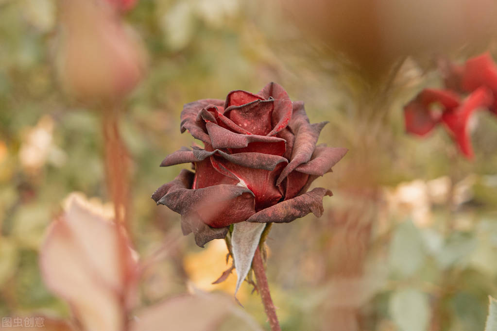 15个可以发朋友圈的句子（已配图） 经典珍藏