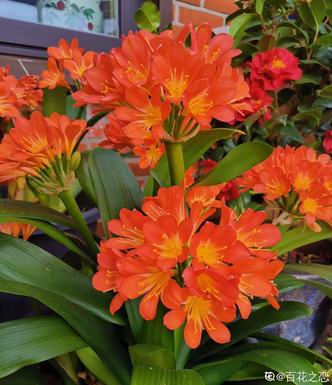 君子兰介绍(年关适合养君子兰,寿命长,年年开,花大色艳气质端庄)