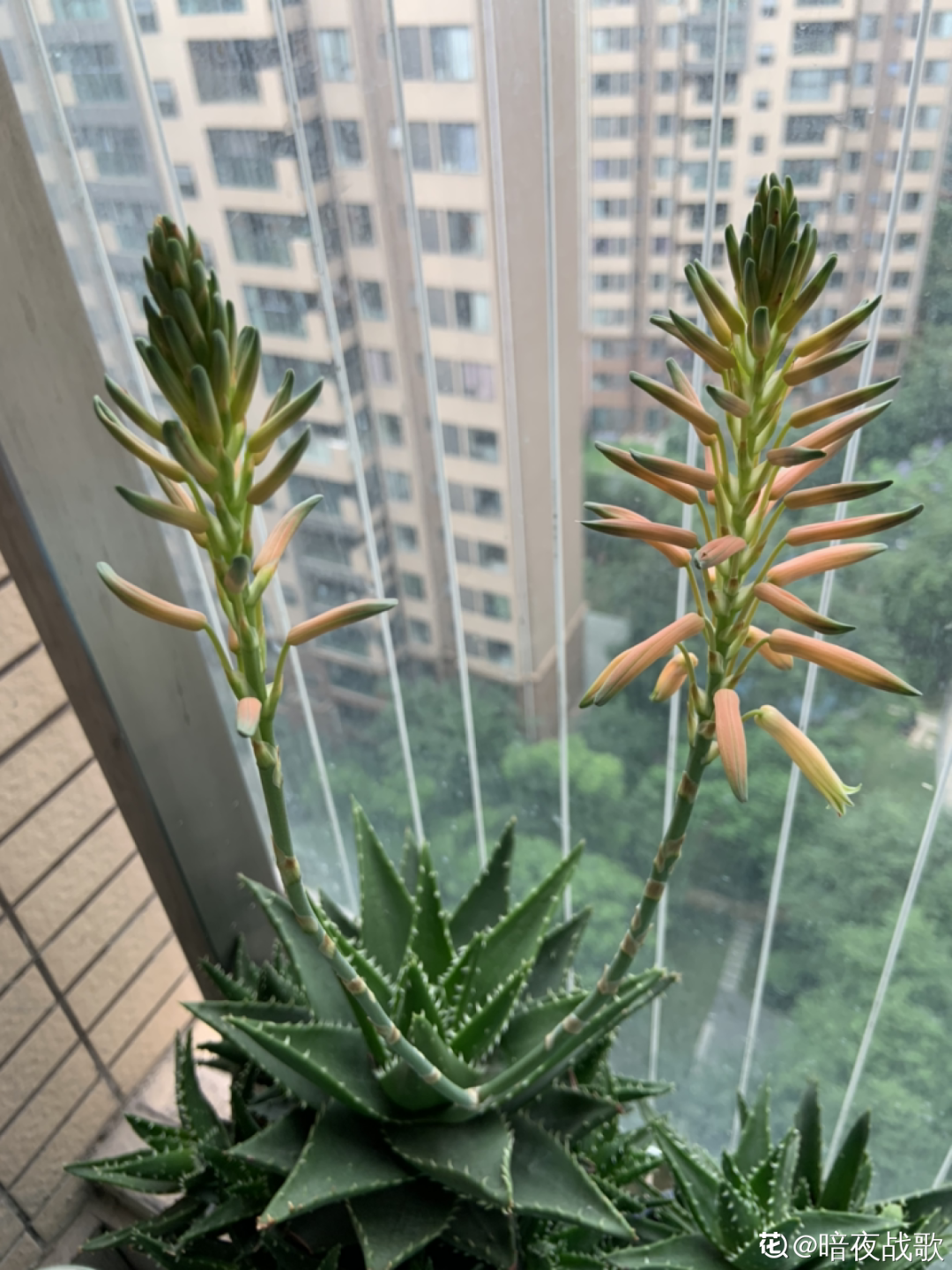 富贵竹开花吗(富贵竹开花什么预兆)