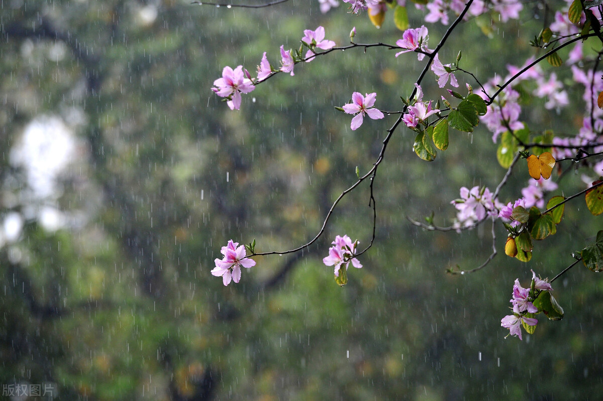 写江南雨的优美句子6