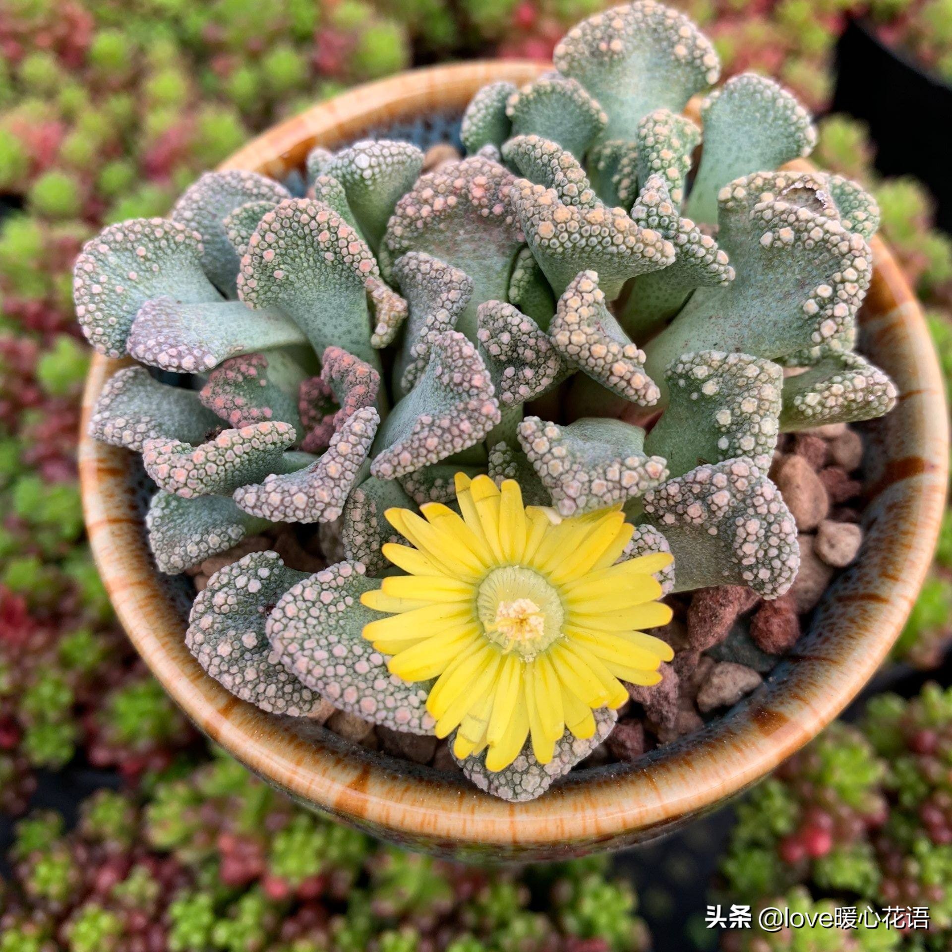 青鸾多肉图片大全(多肉控必看324种多肉植物图文欣赏)