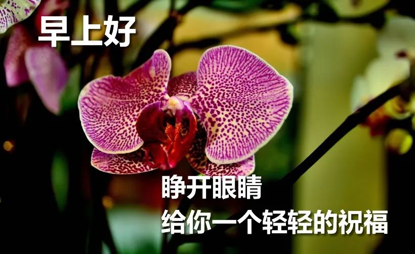 星期五祝福表情图片鲜花带字 清晨问候朋友早上好的温馨祝福语录图片