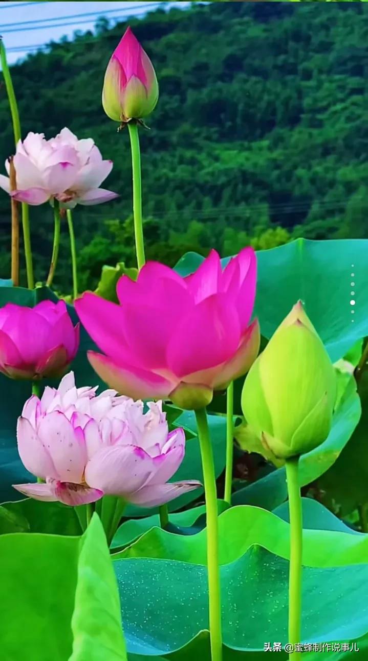 百花盛开,姹紫嫣红,赏心悦目,令人陶醉