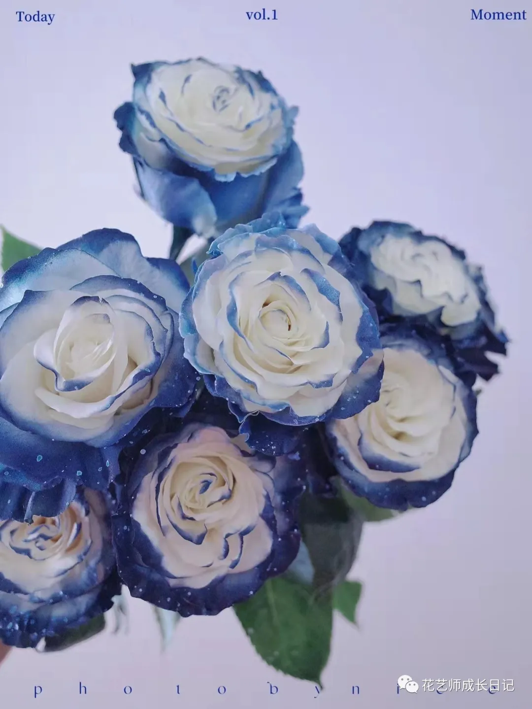 玫瑰花图片唯美一朵带包装(100朵玫瑰vol.56 - 厄瓜多尔银河玫瑰，在浪漫宇宙中盛放的蓝玫瑰)