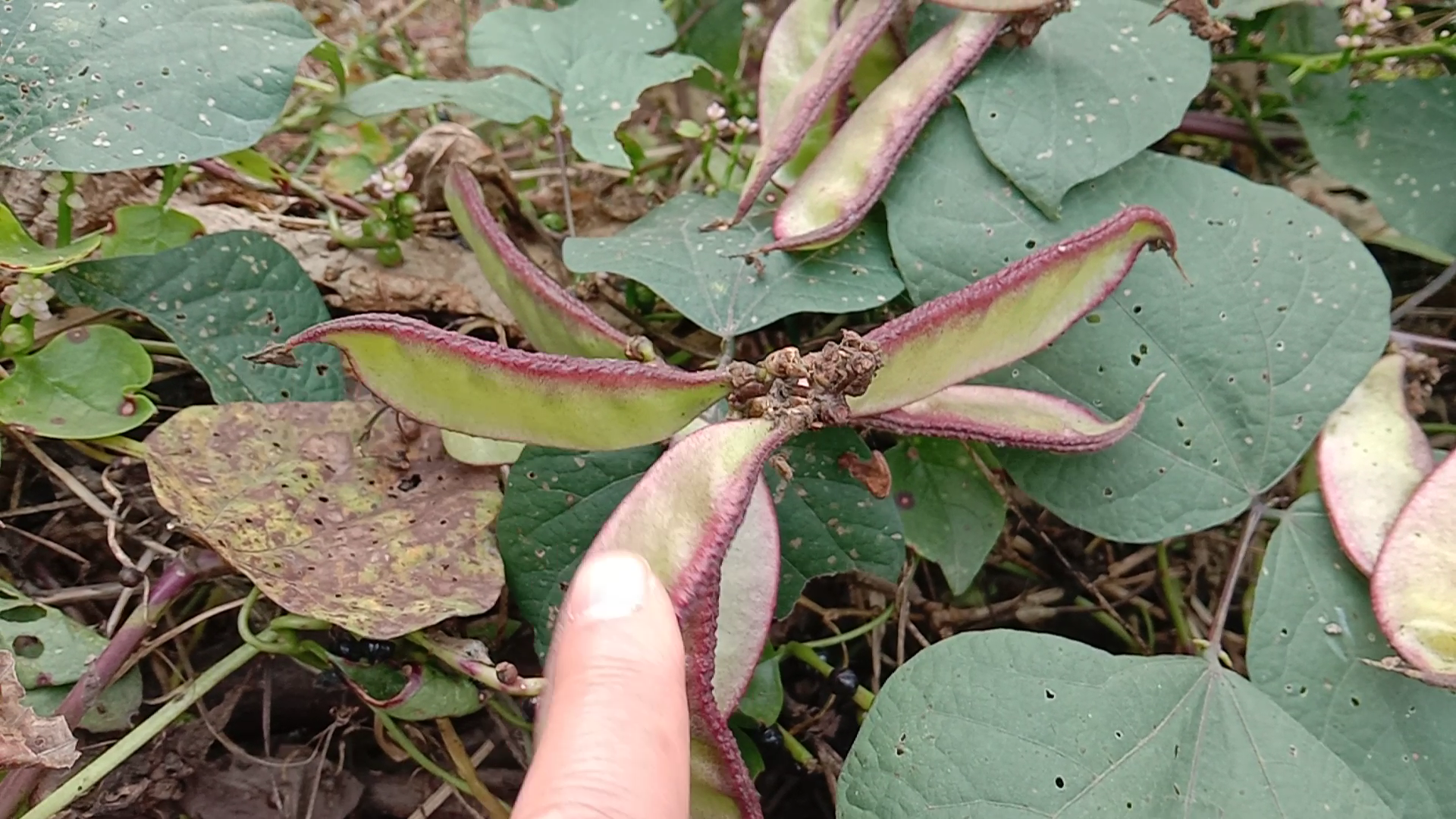 白扁豆图片(几个白扁豆的好处你了解多少)