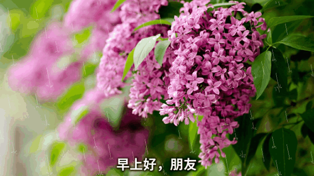 新的一天发朋友圈早安心情说说 心灵平静，身心平安是最大的福报图片