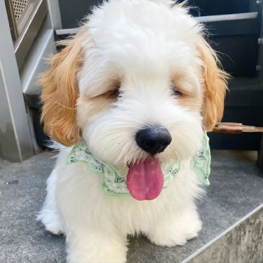 其实比熊犬,完美地继承了这两只狗狗的优点,也可以说是最为成功的混血