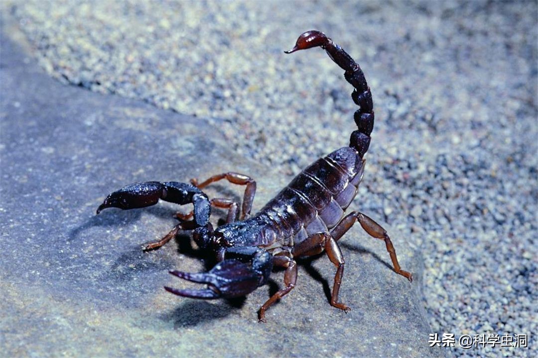 世界上每一种蝎子都是有毒的,只是毒性大小不一样.