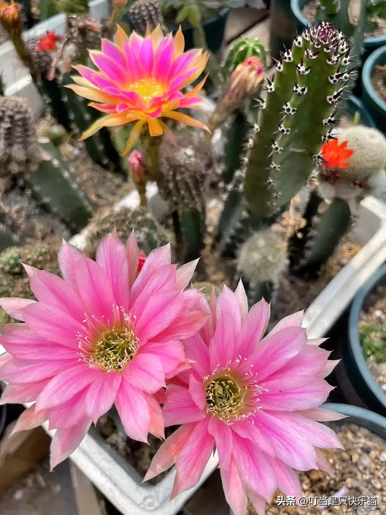 我有一个侄女，马上就要高考了，真是学霸级的，大大方方的，很是惹人喜欢