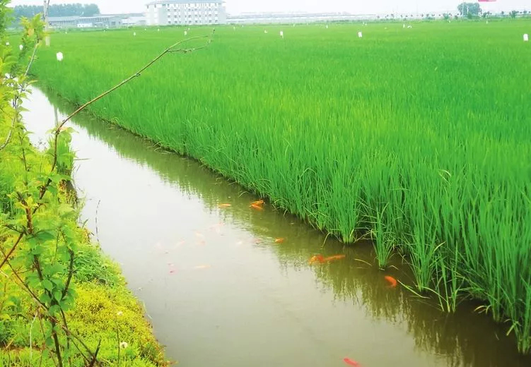2021中国农业农村重大新技术 | 稻渔综合种养模式的病虫害防控技术