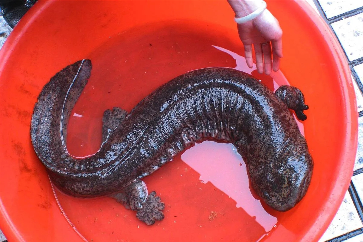 千金难求的娃娃鱼,如今35一斤都没人买,到底是为什么?