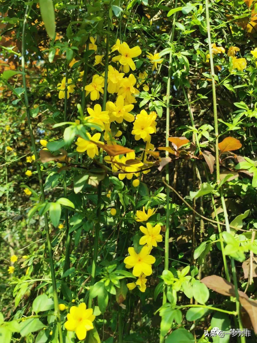 照鏡花前知鬢老,聆琴月下把杯歡.