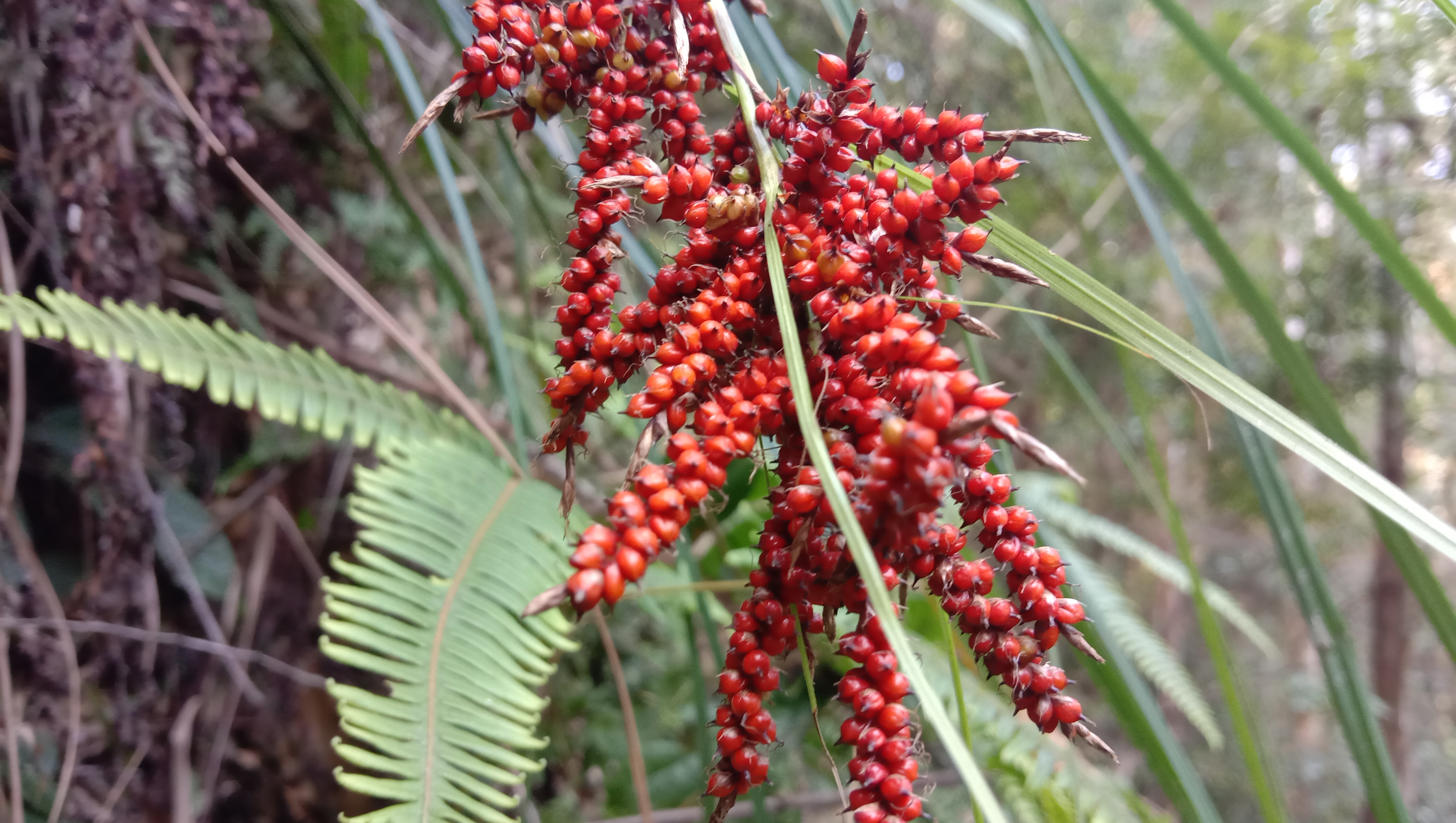 山上的"红米"像"糖葫芦",浆果薹草根煮水调经止血