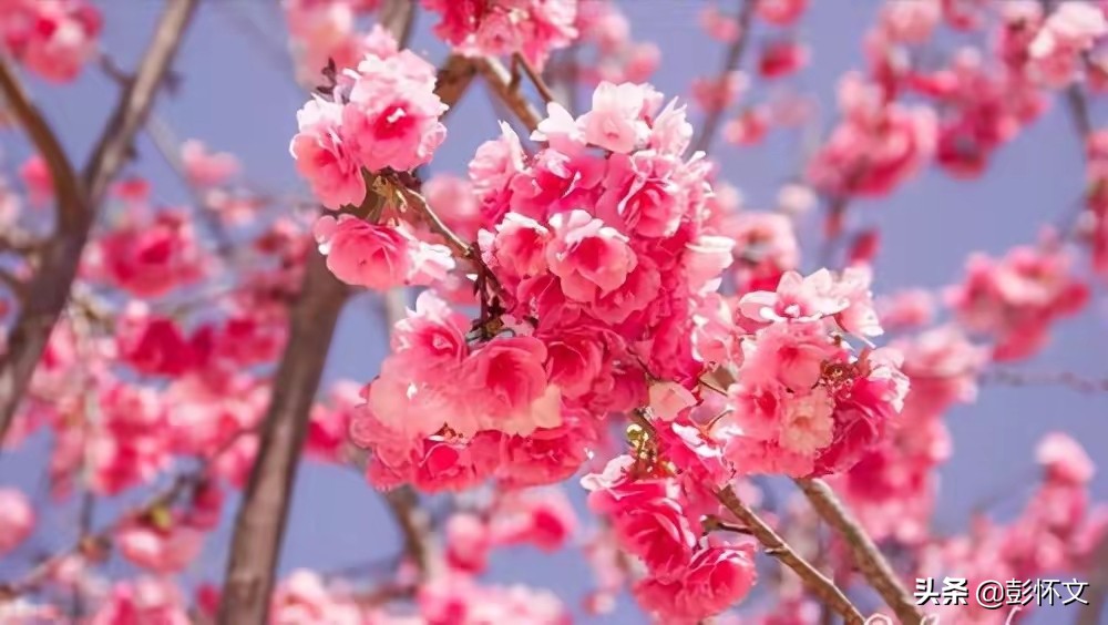 待抵扣进项税会计分录（财税实务问题解答9则）