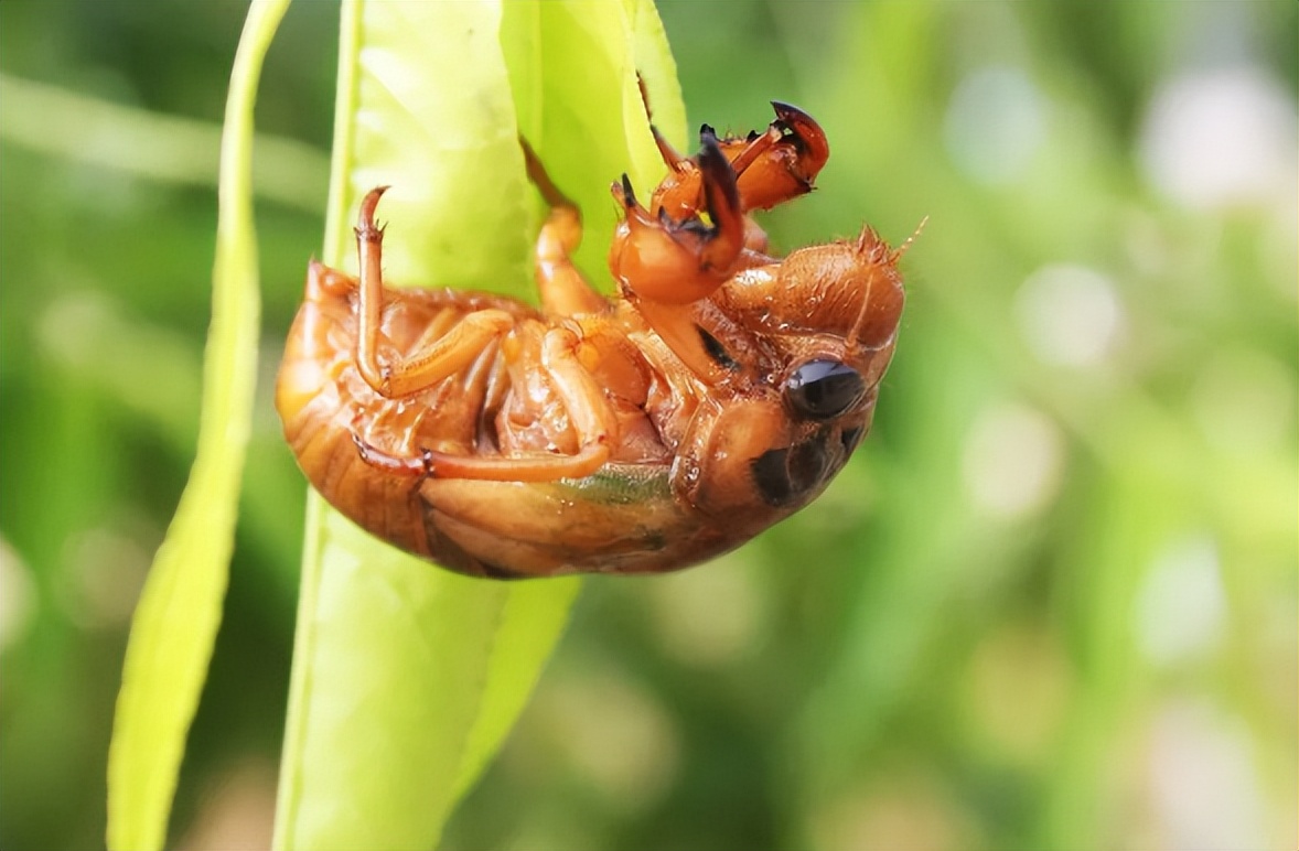 "知了猴"能吃吗?它从地下打洞出来,为何地上却不见土壤?