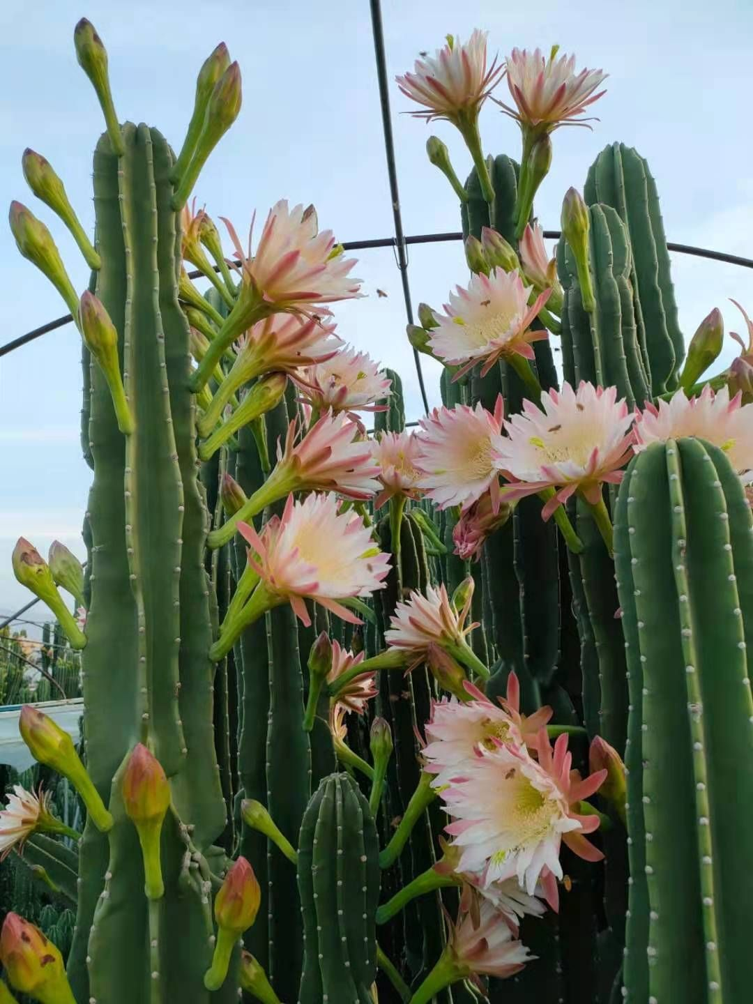 盆栽花卉推荐（10种大盆栽高档霸气安全感十足）