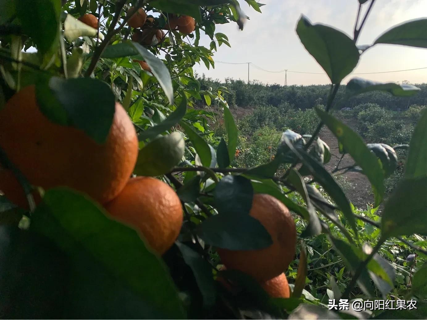 老果农：立春果园随笔～最是一年春光好