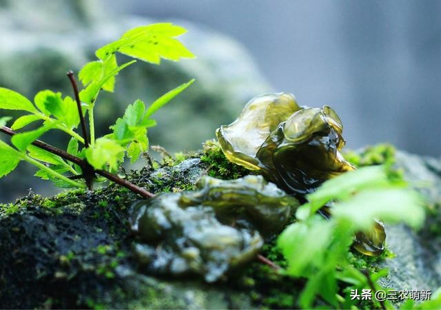 跟我一起認識這13種野菜，附帶圖片，若見到，別錯過