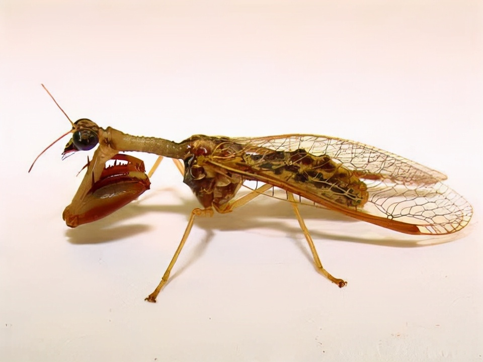 74五彩斑斓的蚱蜢,仿佛大自然在搞艺术创作一样.74钢蓝瓢虫,像不