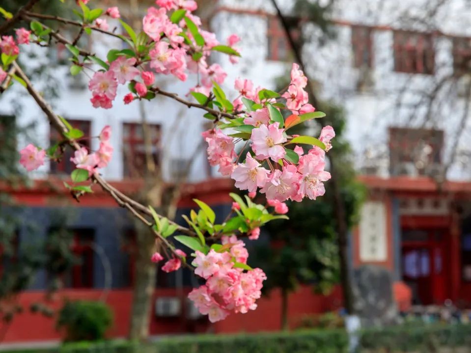 女总裁、女法医、女火炬手…这些“最美巾帼”，全都来自四川大学！