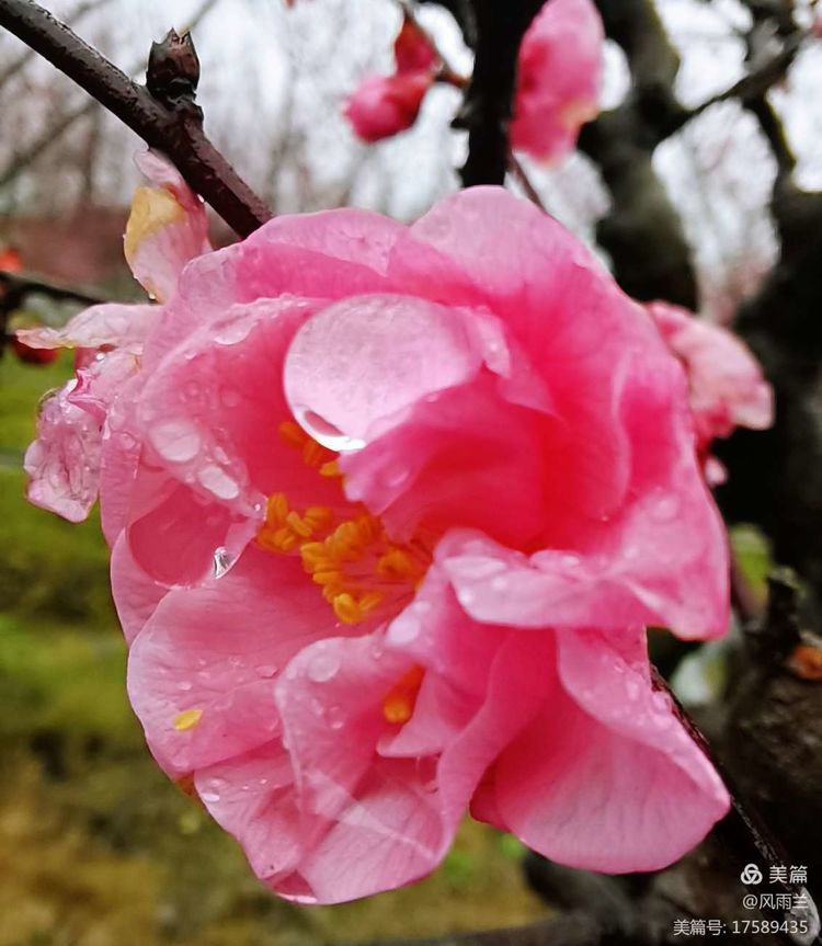 烟雨蒙蒙问花村 作者：武术兰