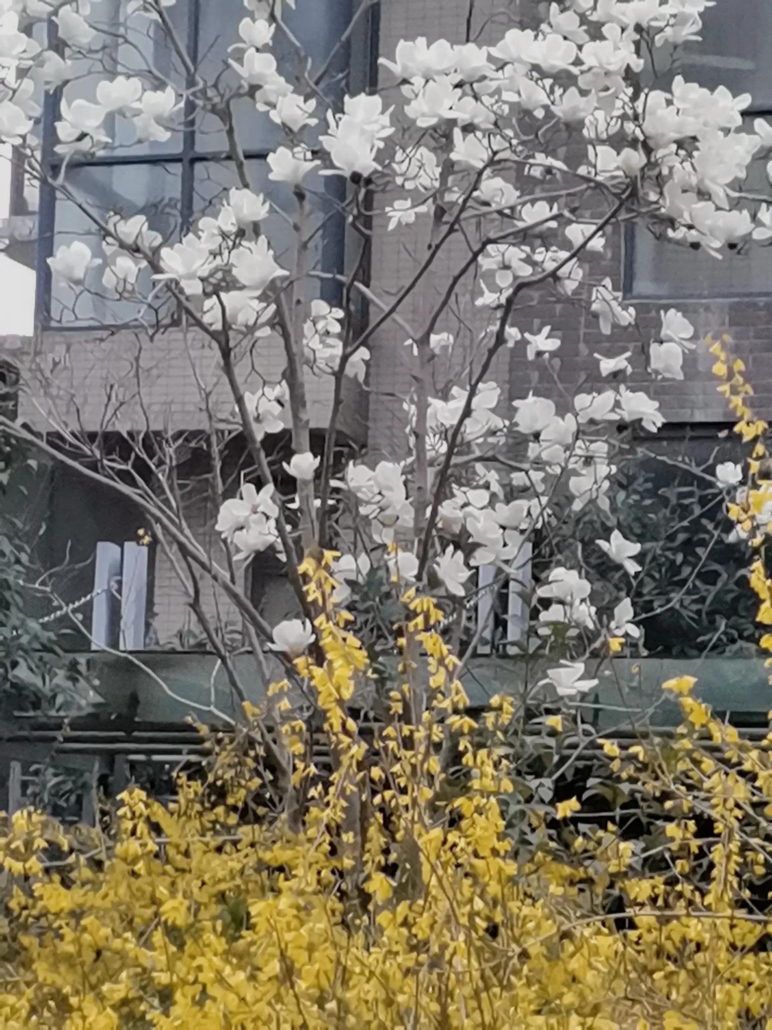 玉兰花开了 春天真的来了 天天看点