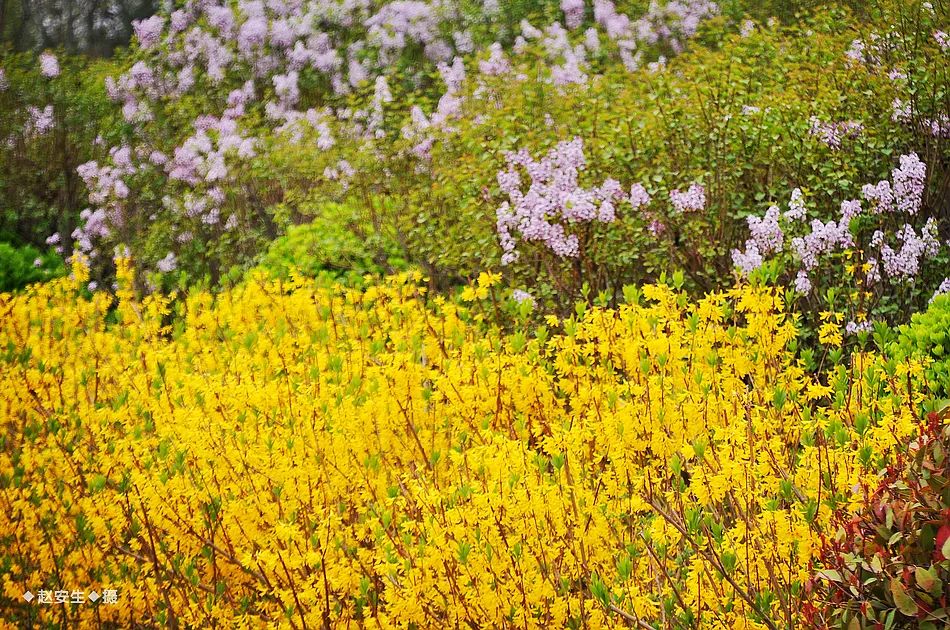 疫情挡不住春天的脚步，小编带你去看古城秦州的春暖花开
