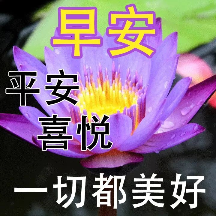 新的五月早上好鲜花图片合集 祝你天天好心情、事事都顺意图片