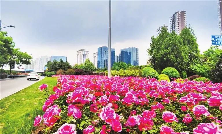 道路两旁成“花海”！10万株月季盛放，太原超美！