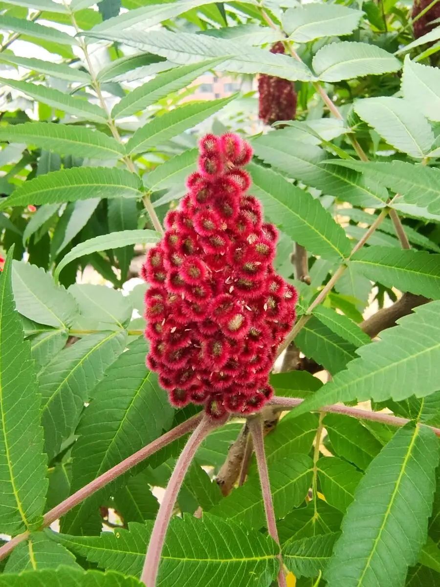 实用分享丨30款大型开花树种介绍，白似雪、黄似阳、红似霞，美翻