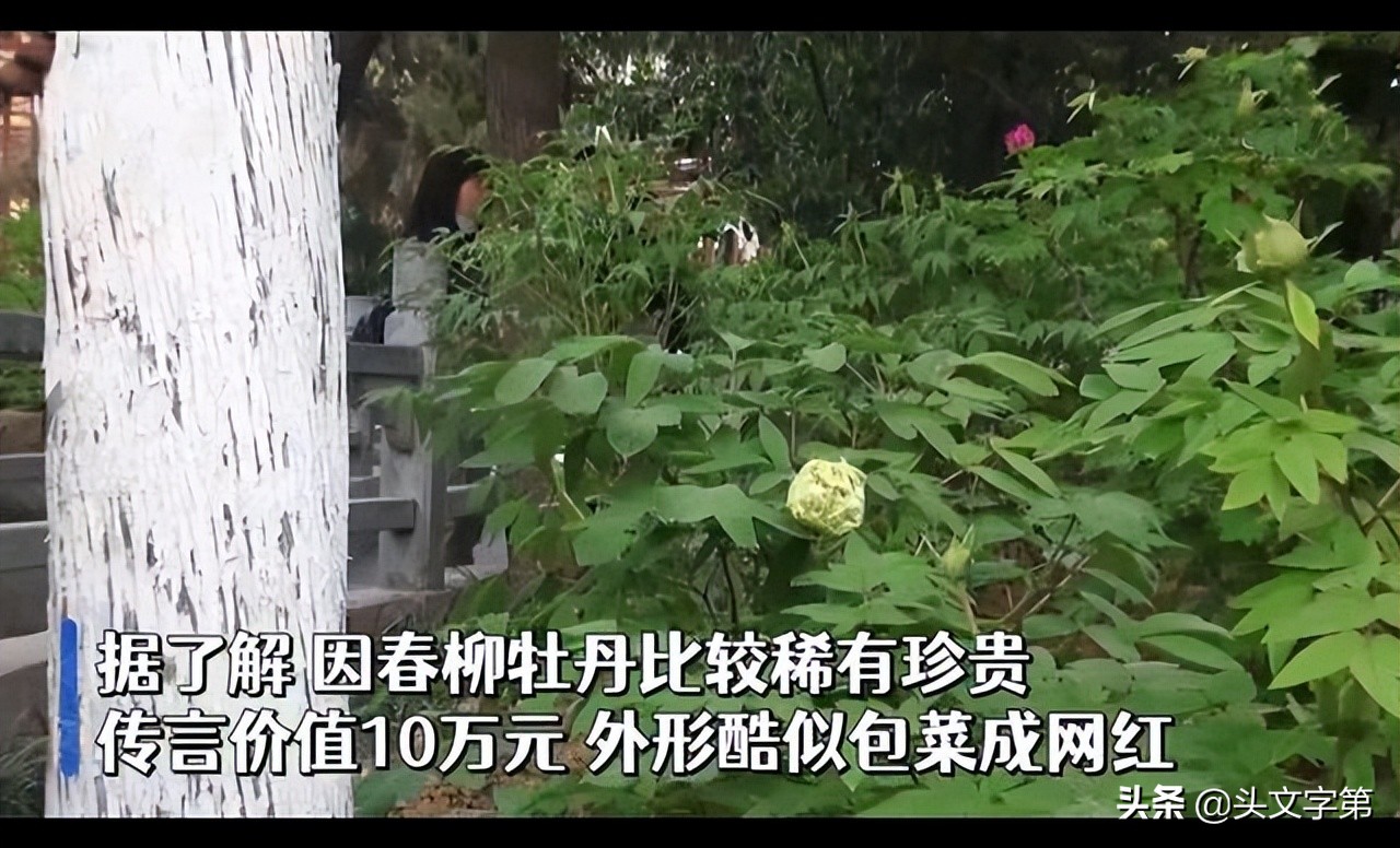 价值10万名贵绿牡丹被游客偷摘1朵，公园踏青可不要乱采花