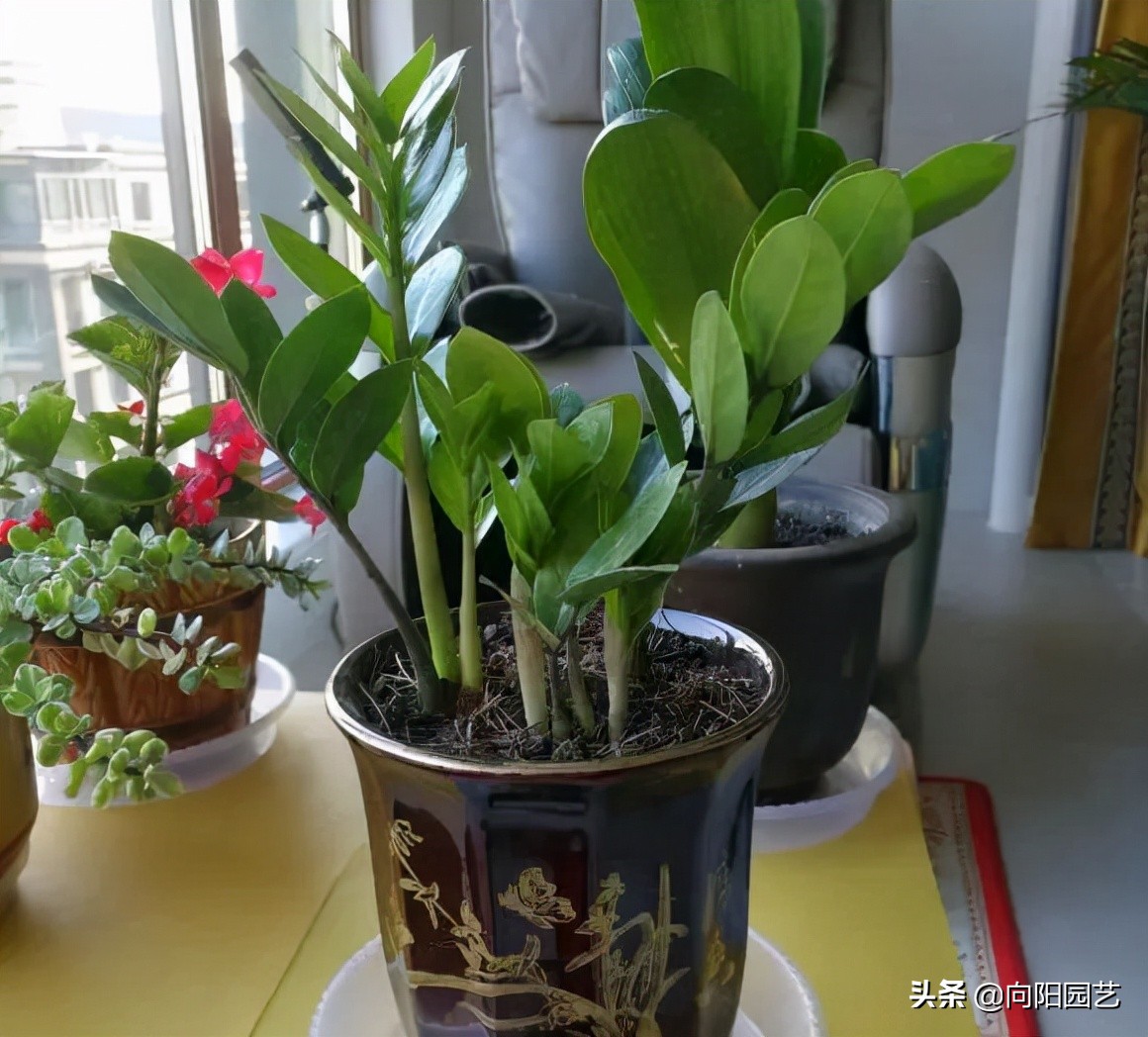 这8种花“招财”，养在家里，寓意“吸财进宝”，你家养的吗？