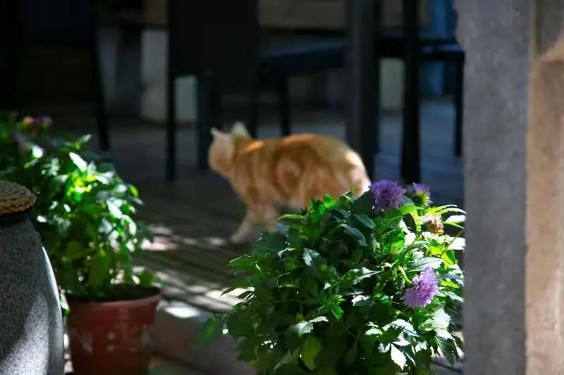 我可是拥有“三岁画老”天赋的小猫咪