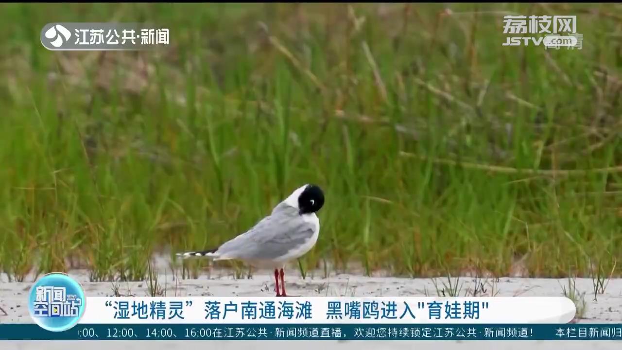 “湿地精灵”落户南通海滩 黑嘴鸥进入“育娃期”