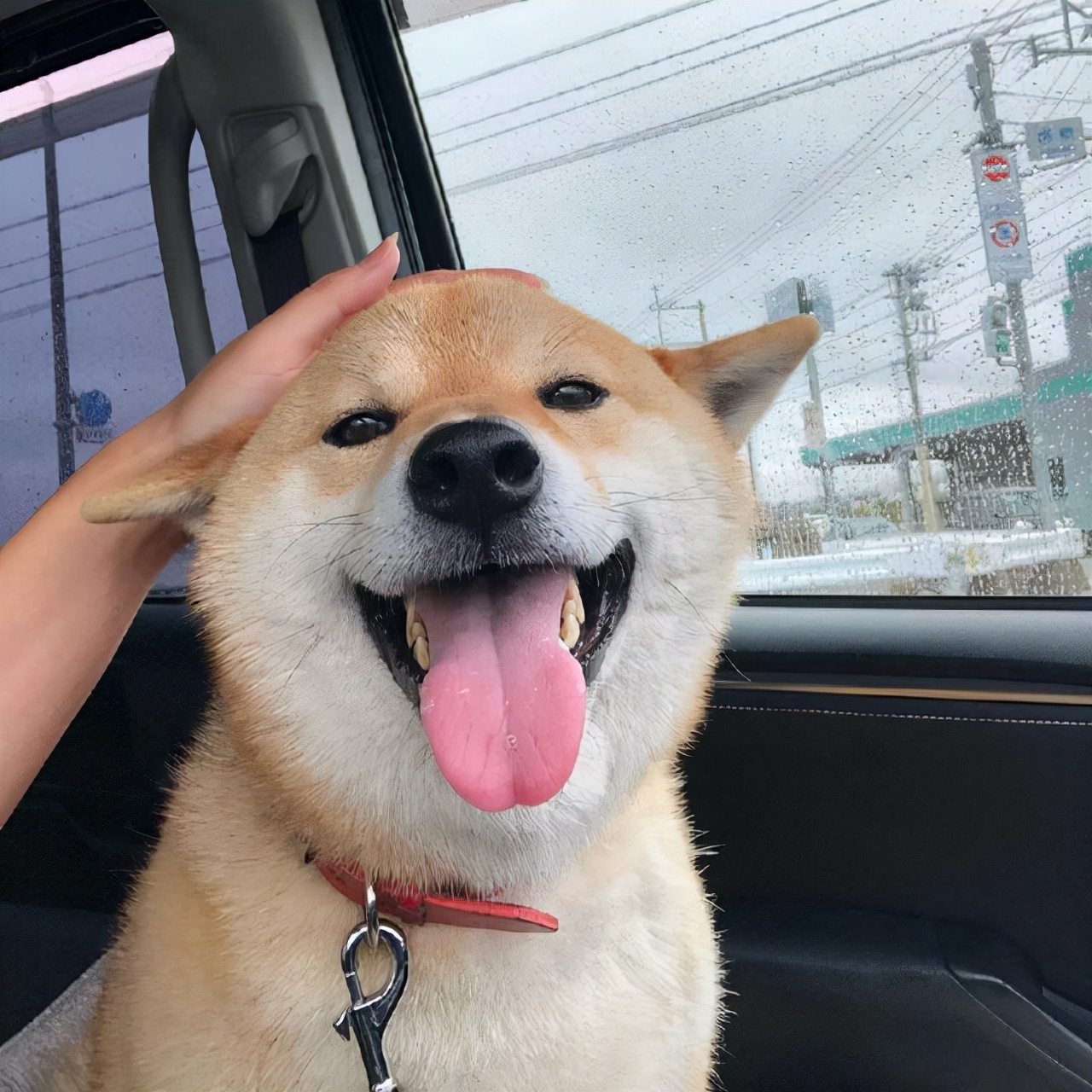 柴犬图片高清(如何挑选一只纯种柴犬)