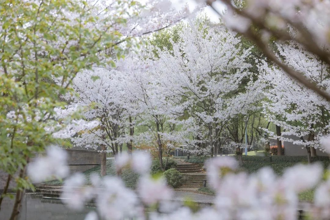 浙大樱雨，许你浪漫春光！每一张都可以做壁纸