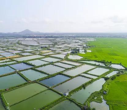 魚塘里的魚一直在死，用了很多藥都沒有效果，究竟是怎么回事？