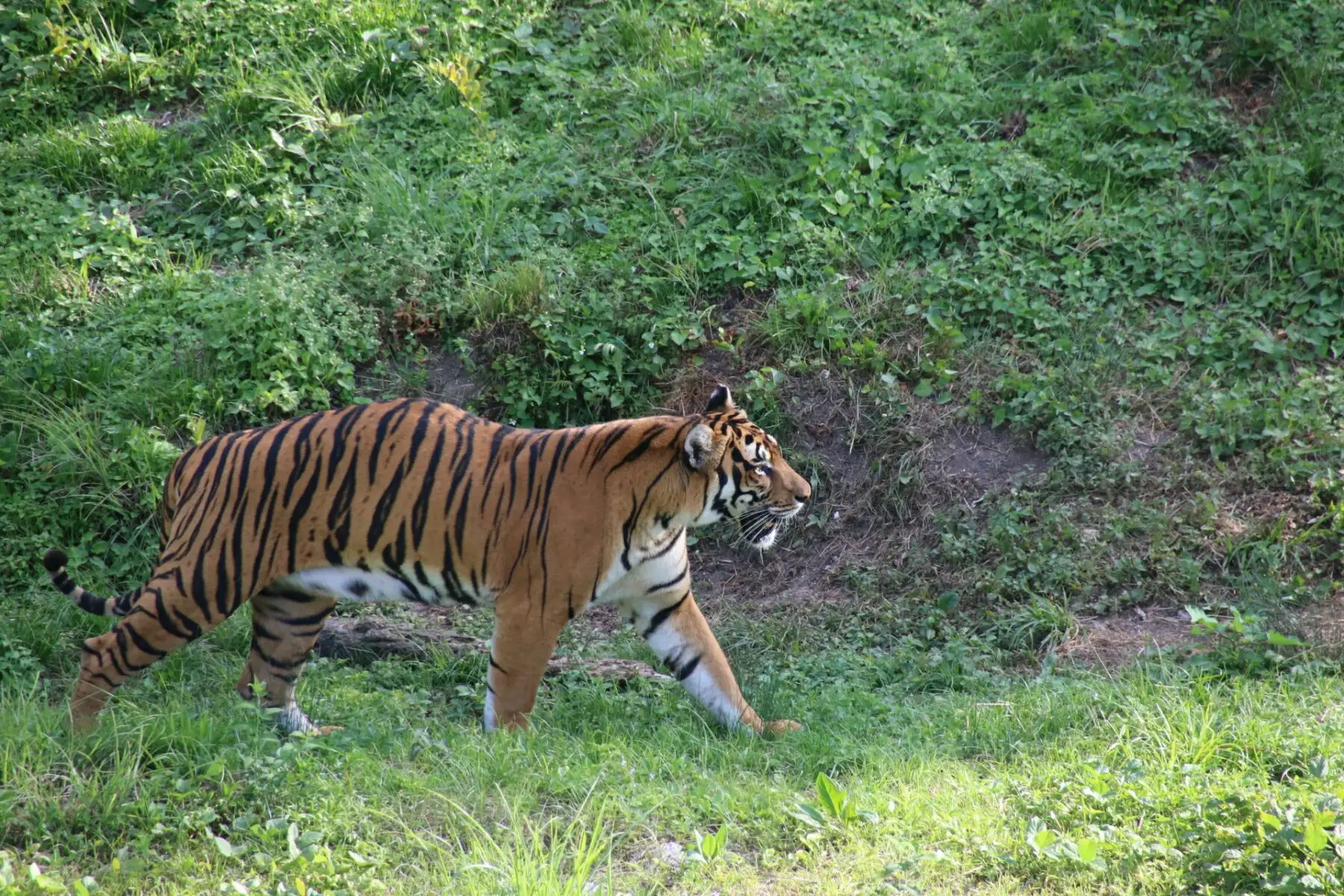 书中表示,恢复野生华南虎种群的最低目标是:至少有3个种群每个种群