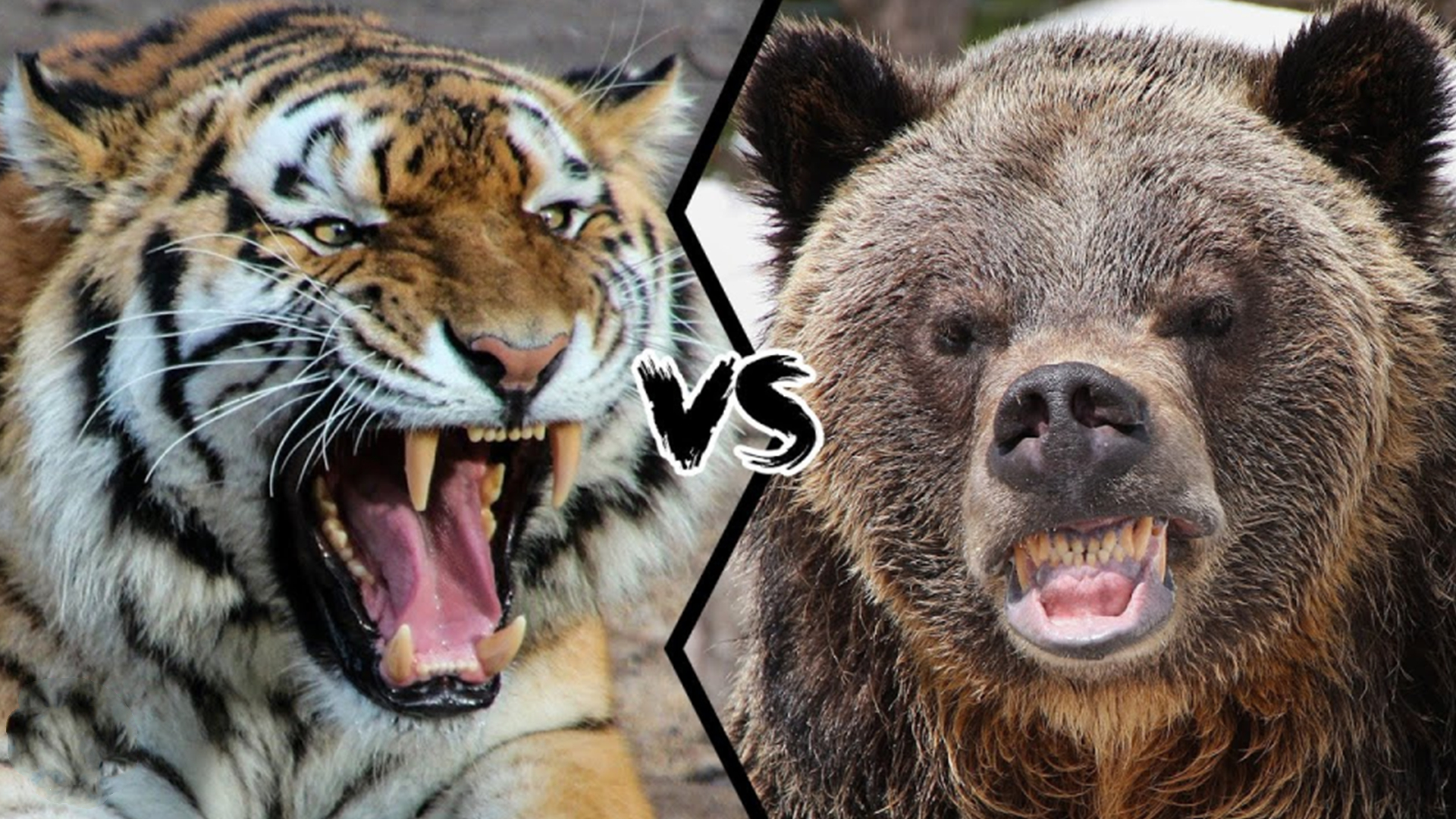 犀牛vs棕熊图片