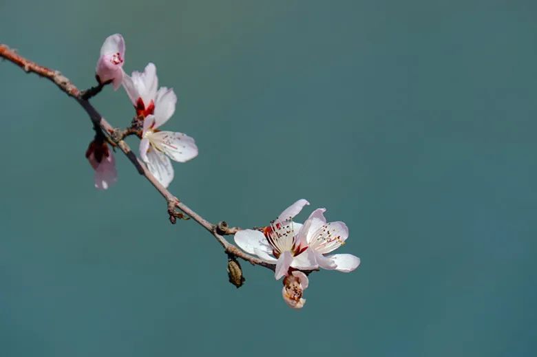 特色画刊 | 春风有信，花开有期，可克达拉的第一波花潮来袭