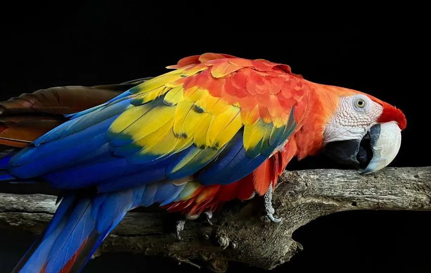 新iPhone、新iPad、新Mac今晨发布